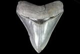 Serrated, Lower Megalodon Tooth - Glossy Enamel #86076-1